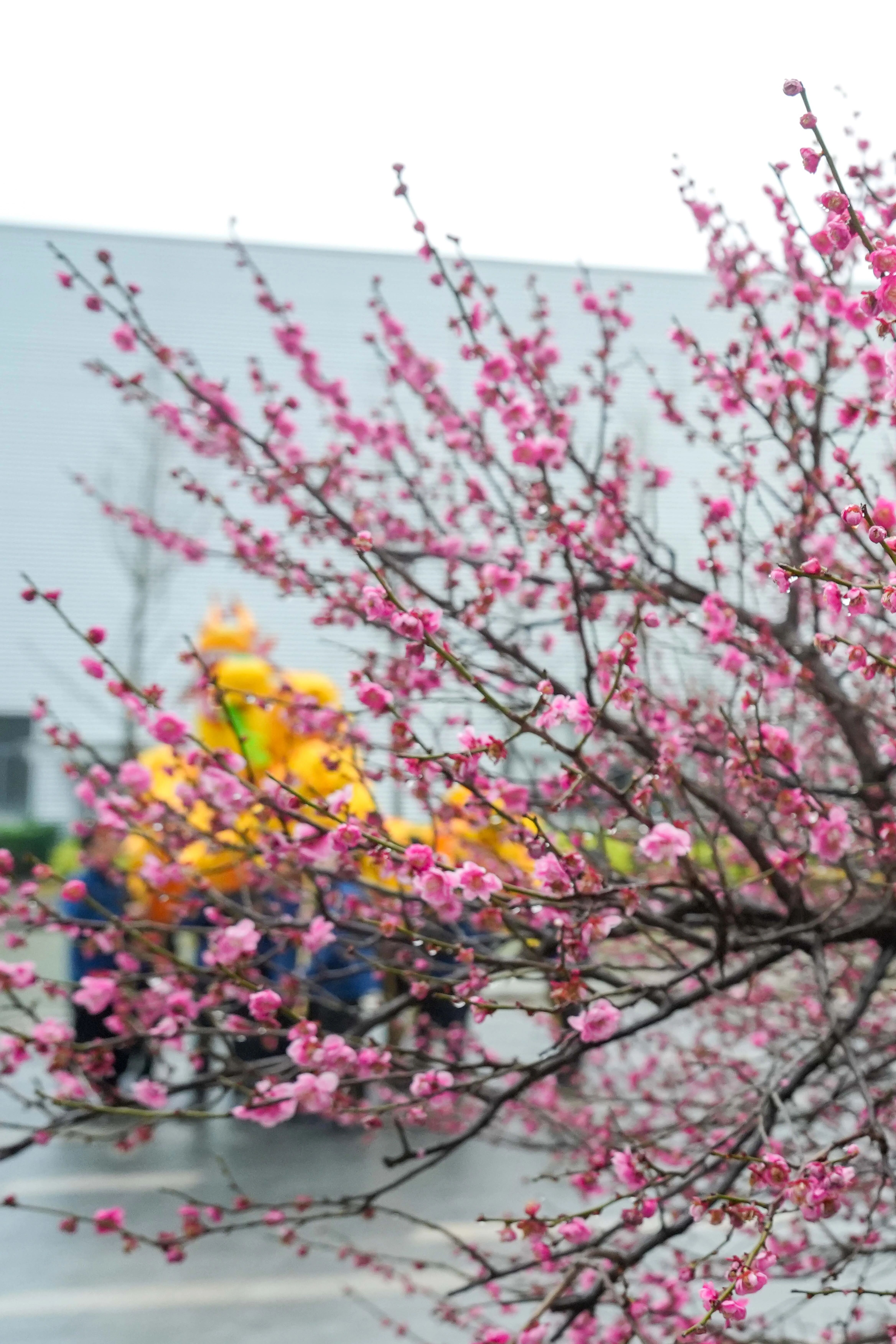 龙马精神迎开工 巨人集团启新程